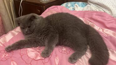 Pişiklər: Şotland, Erkək — 19