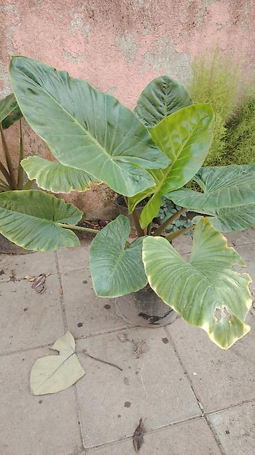 sakura agaci satisi: Alokaziya (fil qulağı) – dekorativ yarpaq bitkisi - Növ: Alocasia/Fil — 1