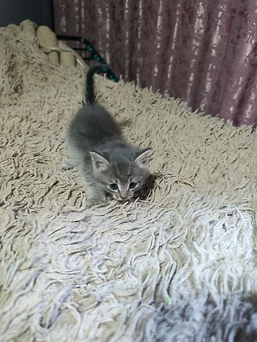 животные кошки: Котята. На выбор малыши с серо-голубым и тигровым (серо-коричневым — 9