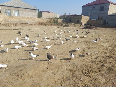 Göyərçinlər: Məhsul: Göyərçin sürüsü Təsvir: - Şəkillərdə müxtəlif rəng və — 2