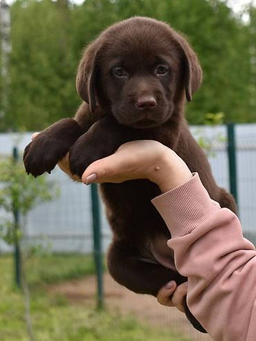 it barter: Labrador-retriver, Sənədli — 1