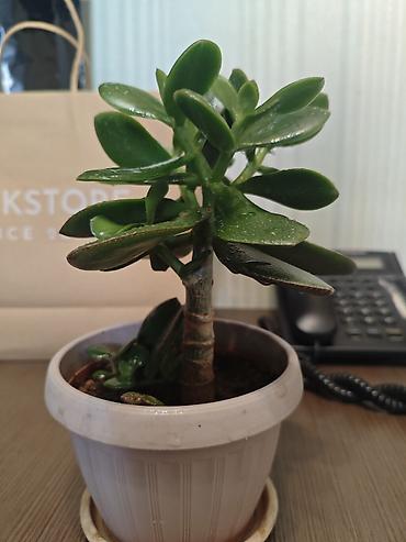 денежный цветок: Толстянка (денежное дерево) в горшке - Вид: Crassula ovata — 6