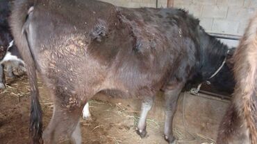 декоративные кролик: Сатам | Кунаажын | Бордоп семиртүү үчүн | Төл болгон жок lalafo.kg да декоративные кролик: Сатам | Кунаажын | Бордоп семиртүү үчүн | Төл болгон жок