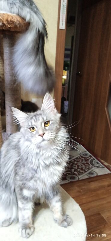 мейн кун стоимость: Продается девочка котенок Мейн Кун в шикарном серебряном окрасе.Писать