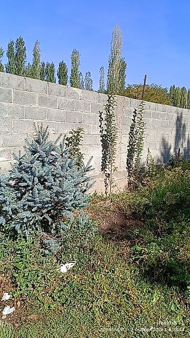 Продажа дач: Срочно срочно дача сатылат Сокулуктан дача Вишенка 5 сотых 3 ком — 5