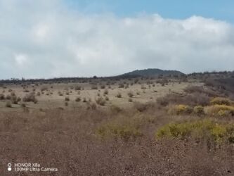 xacmaz rayonu: 2500 соток, Для сельского хозяйства, Собственник, Купчая