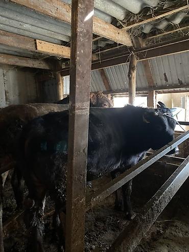 Коровы, быки: Продаю | Бык (самец) | На откорм | Привязанные — 5