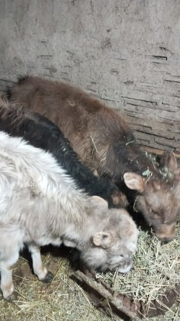 Коровы, быки: Продаю | Тёлка | На откорм — 4