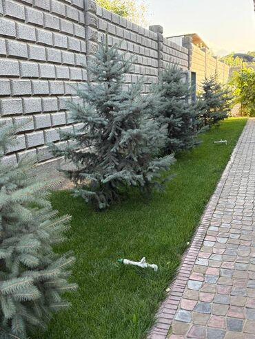 Отели и хостелы: Продается Гостевой дом или дача в Новопокровке (ближе к центру) — 9