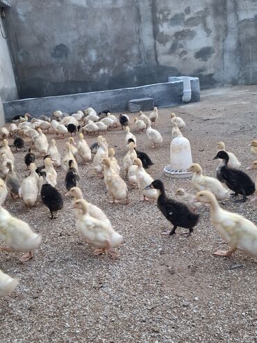 Cücələr: 110 dendi 27 gunukdu tam saglam yawilbaw ve pekin ordek balsi 3. 30 1 — 6