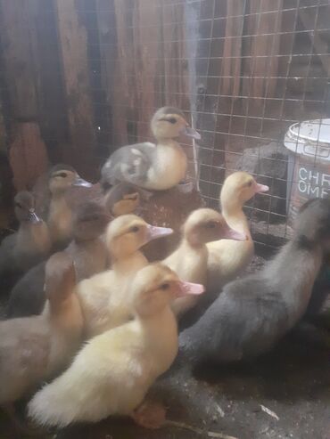 Ördəklər: Lavanda balaları – ördək cücələri Məhsul təsviri: - Şəkillərdə olan — 7