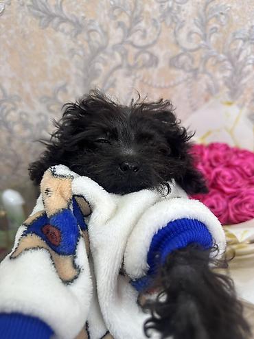 İtlər: Pudel, 3 ay, Erkek, Sənədli, Ünvandan götürmə, Ödənişli çatdırılma — 2