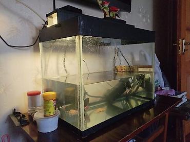 akvarium filtiri: Dördbucaq akvarium, Balıqlarla birlikdə, 50 l — 2