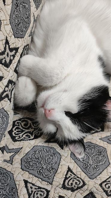 Кошки: Кошка даром: Беспородная, 5 лет, Девочка, Кастрирована — 2