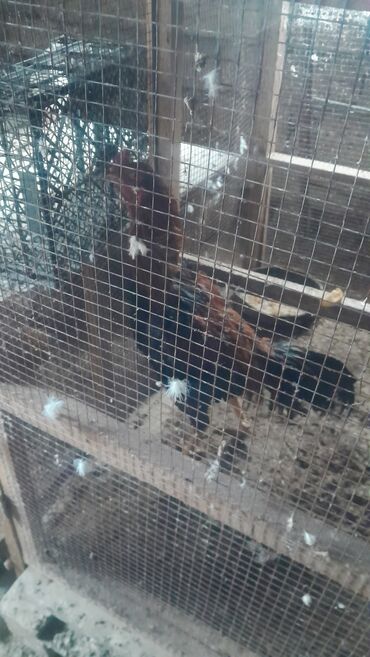 bmw 1 серия 125i at: Петух, Heyrati, лет: 3, Платная доставка