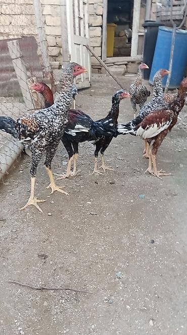 pon pon toyuqlari: Pileymut heyratılar 5 aylıqdırlar beceler 50 manat fereler 40 manat — 5