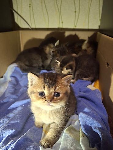 Pişiklər: Britan — 25