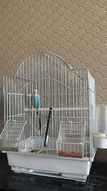 кошка сокулук: Продам 1000 с район Кызыл Аскер — 1