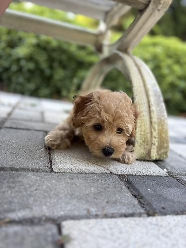 İplər, saplar: SATILIR: Toy Poodle bala – Gəncə Xüsusiyyətlər: - Cins: Toy Poodle — 8