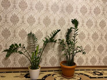 большие комнатные растения купить: Замиокулькас каждый по 3000
китайская Роза 4000