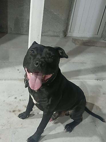 gencede itler: Pitbul, 1 il, Erkək, Peyvəndli — 8