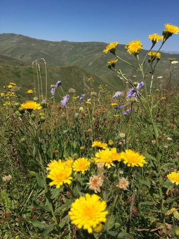 Bal: Kəlbəcər balı – dağ-çiçək və yaylaq balı, həmçinin çökə (linden) balı -da lalafo.az — 19 Bal: Kəlbəcər balı – dağ-çiçək və yaylaq balı, həmçinin çökə (linden) balı — 19