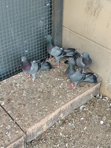 йоркширский терьер цена баку: Şəkillərin hamısına baxın. hər cinsdə quşlar satılır . qiymət biri