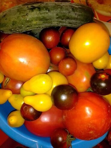 Povrće, voće: Seme paradajza! Crveni jabučar Žuti janičar Narandžasti jabučar