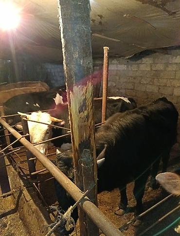 Inəklər, öküzlər: Inəklər, öküzlər — 8