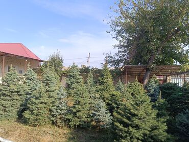 Ağaclar: Qiyməti 1 meteresi 80 AZN çox götüren olsa qiymət dəyişəcək qiyməti 2 — 5