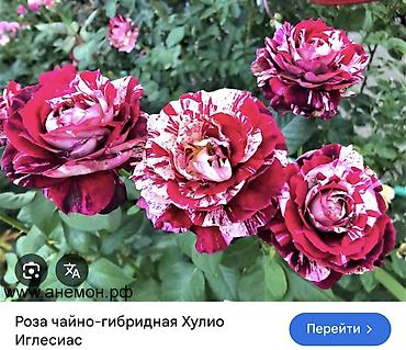 Роза: Саженцы — 34