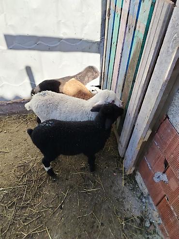 Quzu: 6 erkəy 4 dişi — 9