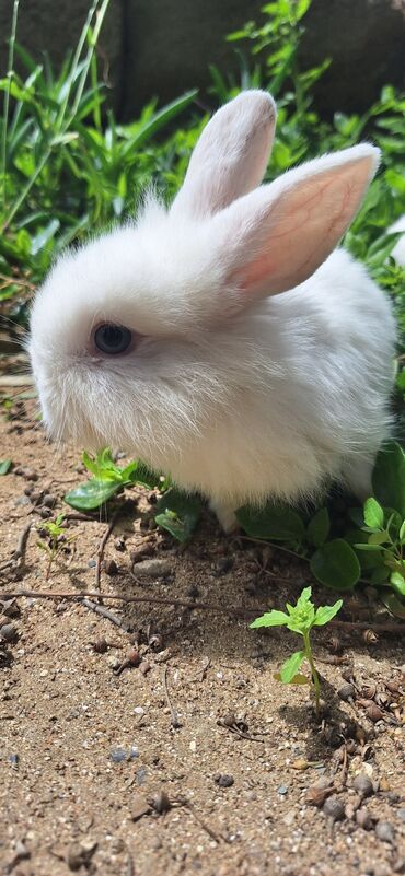 Dovşanlar: Dekorativ dovsanlar biri 15 azn — 17