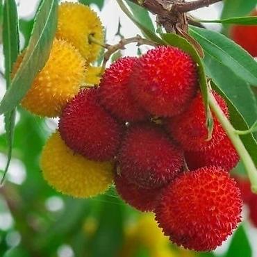 limon ağaçı: Çiyelek agacı hemişe yaşıldı gözel dadlı meyvesi olur turkiyeden — 2