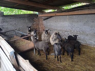 Бараны, овцы: Продаю | Овца (самка), Ягненок | Романовская | Для разведения | Котные, Ягнившаяся