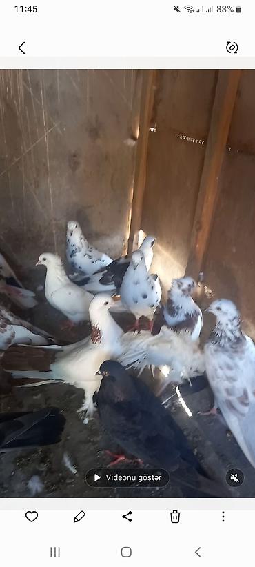 goyərcin satılır: Salam Tutulma heyvanlardi 20 denedi hami kom satilir unvan Merdekan su — 3