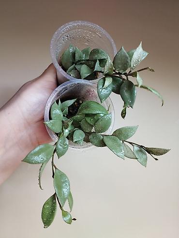 Папоротники: В продаже : Папоротник Тигр, Сингониум Орм Нак, Хойя New Moon — 14