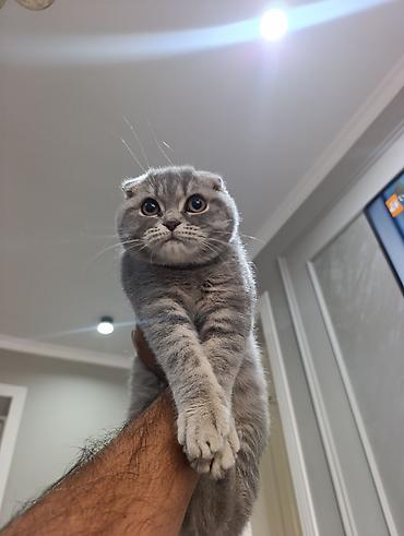 питбуль в бишкеке: Шотландский вислоухий котёнок (Scottish Fold)
котёнку 4 месяц — 5