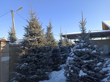 Декоративные деревья: Саженцы деревьев: Ели — 2