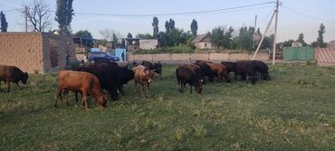 ош животные: Продаю быков 32 головы местные годовалые цена договорная