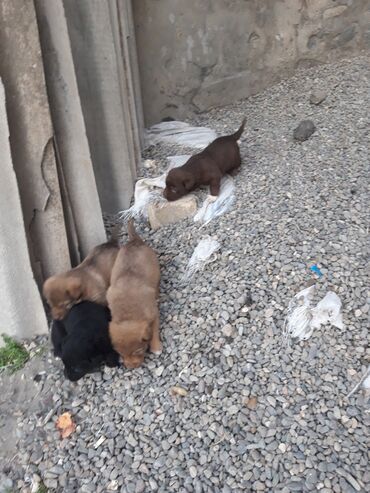 İtlər: Zvanok balaları - Rənglər: şokolad qəhvəyi, açıq qəhvəyi və qara - — 3