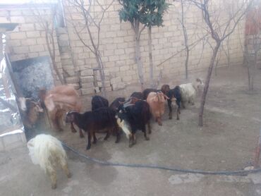 Keçilər, çəpişlər: Satılır – xırda təsərrüfat üçün keçilər qrupu - Növ: yerli qarışıq — 8