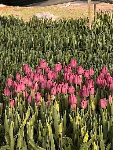 Букеты из живых цветов: Тюльпаны на 8 марта Принимаю корпоративные заказы с оформлением 16 — 18