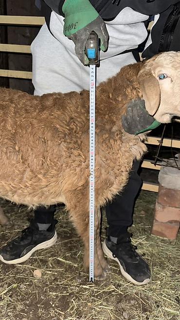 Баран, овца: Продаю | Овца (самка), Ягненок, Баран (самец) | Арашан | Для разведения — 22