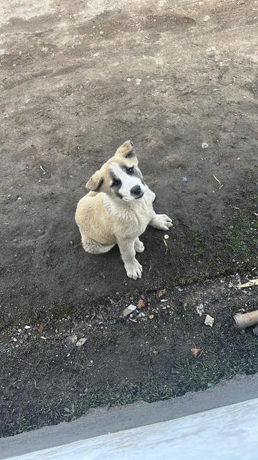 Продажа собак: Алабай, 6 месяцев, Самка, С прививкой