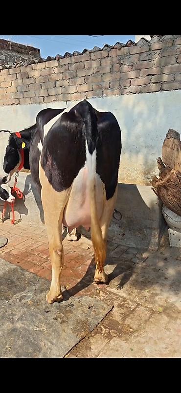 Inəklər, öküzlər: Holşteyn (qara-ağ) inək – buzovla birlikdə - Cins: Holşteyn, qara-ağ -da lalafo.az — 14 Inəklər, öküzlər: Holşteyn (qara-ağ) inək – buzovla birlikdə - Cins: Holşteyn, qara-ağ — 14