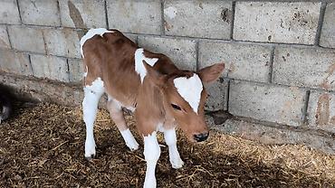 Коровы, быки: Продаю | Бык (самец) | Симментальская | Для разведения — 6