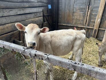 Коровы, быки: Продаю | Тёлка | Симментальская | Для разведения, Для молока | Искусственник