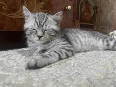домик для котов: Скотиш Страйт (Шотландиялык тик кулактуу), 3 айлык, Эркек, Күмүш өңдүү шиншилла, Лотокко барууга үйрөтүлгөн, Курттардан тазаланган, Документтери менен