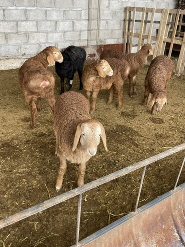 Бараны, овцы: Продаю | Овца (самка) | Арашан | Для разведения | Матка — 4